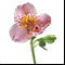 Орхидея